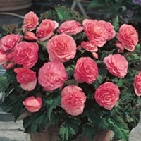 Begonia Non-stop Pink