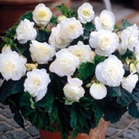 Begonia Non-stop White