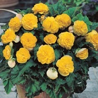 Begonia Non-stop Yellow