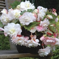 Begonia Odorata Angelique