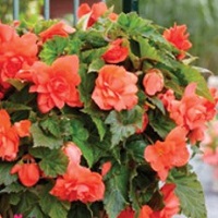 Begonia Pend. Apricot