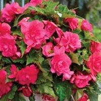 Begonia Pend. Pink