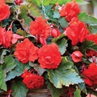 Begonia Pend. Scarlet