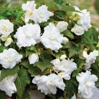 Begonia Pend. White