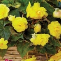 Begonia Pend. Yellow