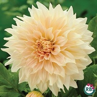 Dahlia Cafe au Lait