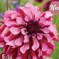 Dahlia Cranberry Classic