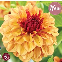 Dahlia Creme de Cognac