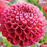 Dahlia Jowey Frambo