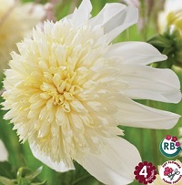 Dahlia Platinum Blonde