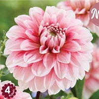 Dahlia Strawberry Cream