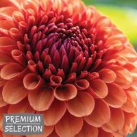 Dahlia Brown Sugar