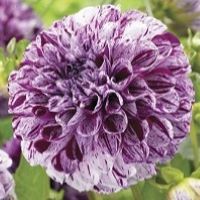 Dahlia Marble Ball