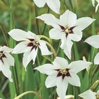 Acidanthera Bicolor Murielae