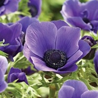 Anemone De Caen Blue Poppy