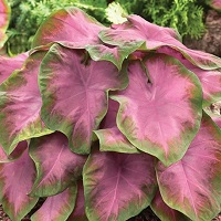 Caladium Pink Beauty