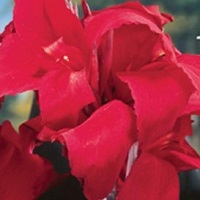 Canna Bronze Black Knight