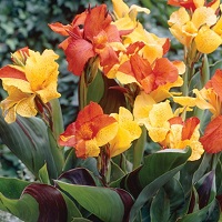 Canna Var. Leaf Cleopatra