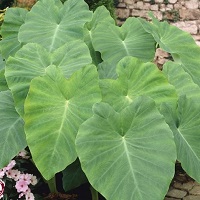 Colosasia Elephant Ears