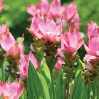 Curcuma Pink