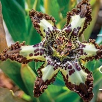 Ferraria Crispa