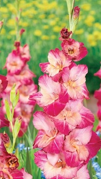 Gladiolus Apricot Bubblegum