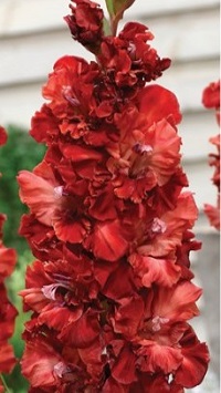 Gladiolus Cherry Cola