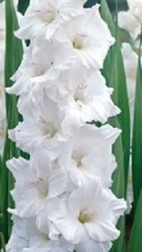 Gladiolus Oscilla