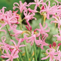 Nerine Bowdenii