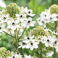 Ornithogalum Saundersiae