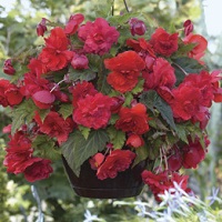 Begonia Red Glory