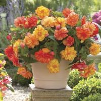 Begonia Golden Wave