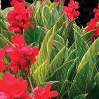 Canna Red Tiger