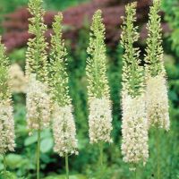Eremurus White