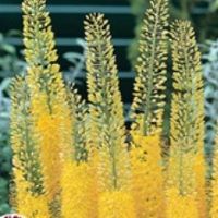 Eremurus Yellow