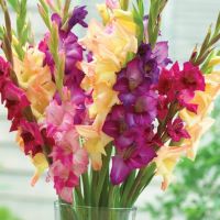 Gladiola Rainbow Mix