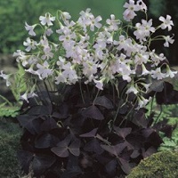 Oxalis Triangularis