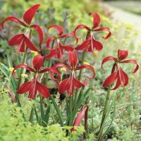 Sprekelia Formosissima