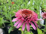 Echinacea p. Butterfly Kisses