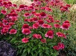 Echinacea Double Scoop Watermelon