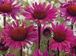 Echinacea p. 'Fatal Attraction'