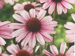 Echinacea p. Rose Compact