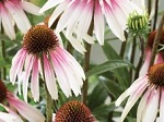 Echinacea p. Pretty Parasols