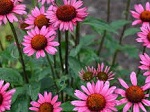 Echinacea Vintage Wine