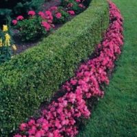 Buxus m. 'Green Velvet'