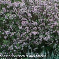 Daphne burk.i 'Carol Mackie'