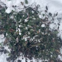 Euonymus f. 'Coloratus'