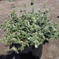 Euonymus f. 'Emerald Gaiety'