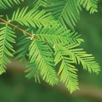 Metasequoia glyptostroboides