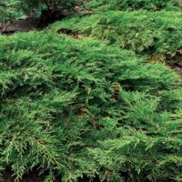 Microbiota decussata